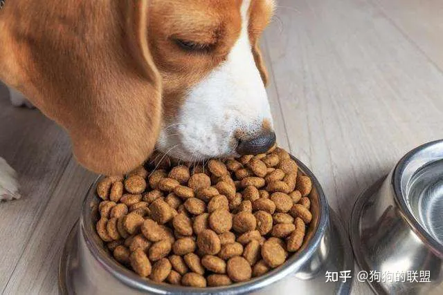 养狗的8个小技巧,正确“饲养”狗狗的小妙招,一般人我不告诉它!