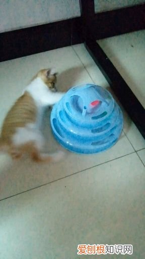 新手养猫教程视频,萌猫日记——新手养猫小经验