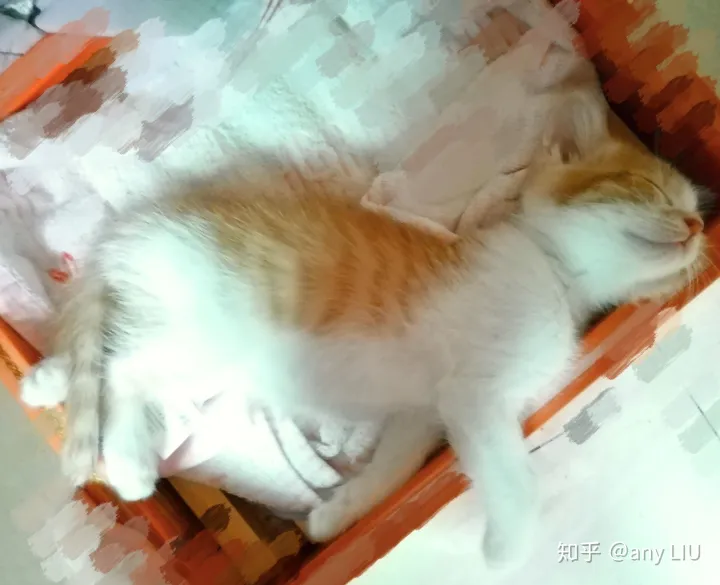 新手养猫教程视频,萌猫日记——新手养猫小经验