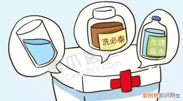 养起来最省心的宠物，这14个养宠窍门，让你省钱又省心！