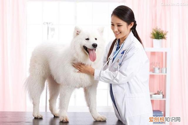 狗狗怎么健康饲养,学会这6个养狗生活“小窍门”,让你的狗狗更健康
