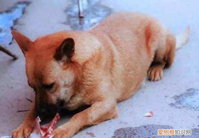 养狗真的好吗，打算养狗，却不知道怎么和它相处？下面5个小技巧可以帮你