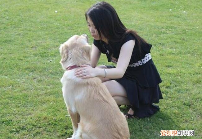 养狗真的好吗，打算养狗，却不知道怎么和它相处？下面5个小技巧可以帮你