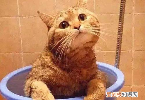 我的母橘猫为什么不胖,橘猫不胖，为什么我家橘猫长不胖