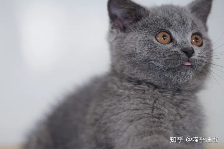 养猫是好事吗,100条养猫冷知识,私藏3年大放送?