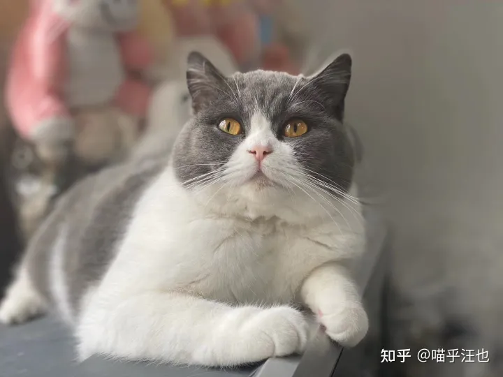 养猫是好事吗,100条养猫冷知识,私藏3年大放送?