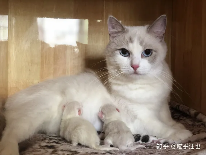 养猫是好事吗,100条养猫冷知识,私藏3年大放送?