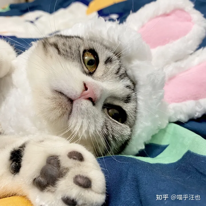 养猫是好事吗,100条养猫冷知识,私藏3年大放送?