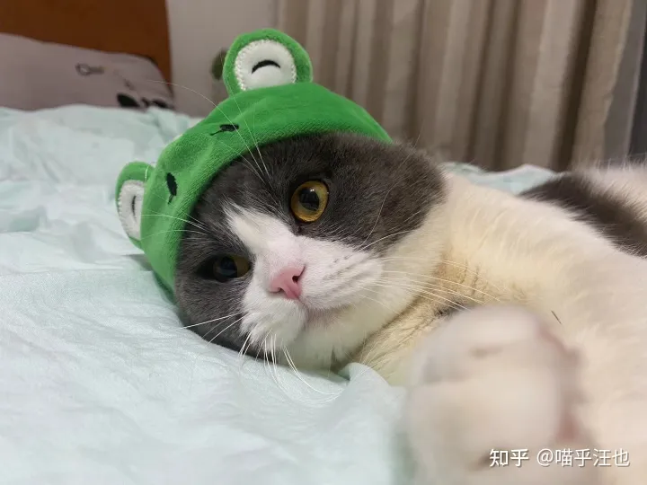 养猫是好事吗,100条养猫冷知识,私藏3年大放送?