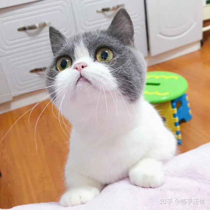 养猫是好事吗,100条养猫冷知识,私藏3年大放送?