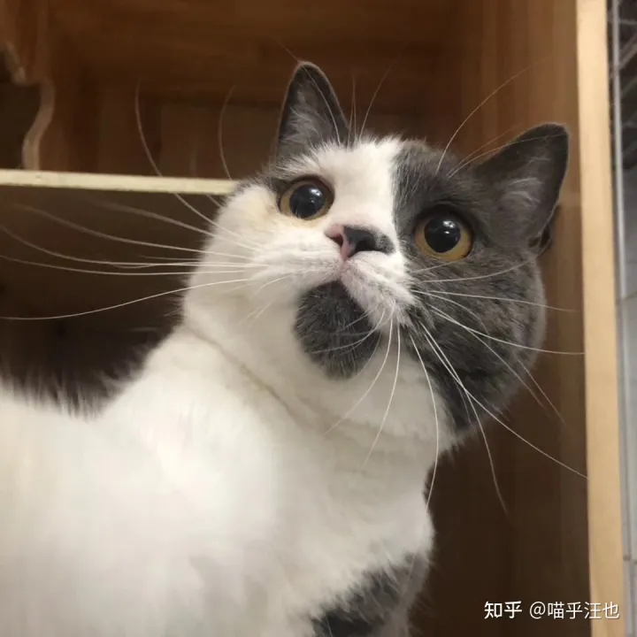 养猫是好事吗,100条养猫冷知识,私藏3年大放送?