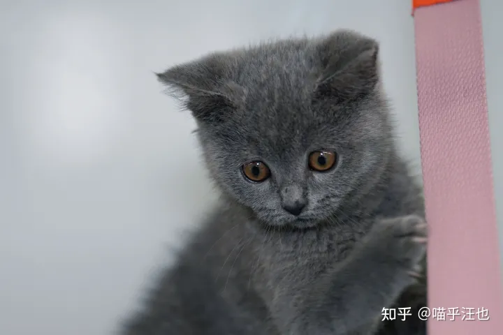 养猫是好事吗,100条养猫冷知识,私藏3年大放送?