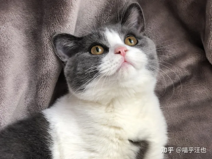 养猫是好事吗,100条养猫冷知识,私藏3年大放送?