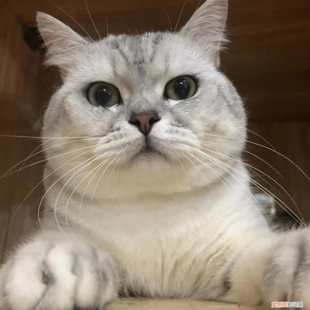 养猫小知识app，100条养猫冷知识，私藏3年大放送