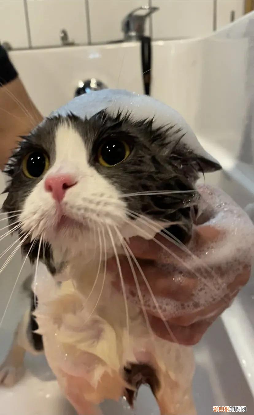 养猫小知识app，100条养猫冷知识，私藏3年大放送