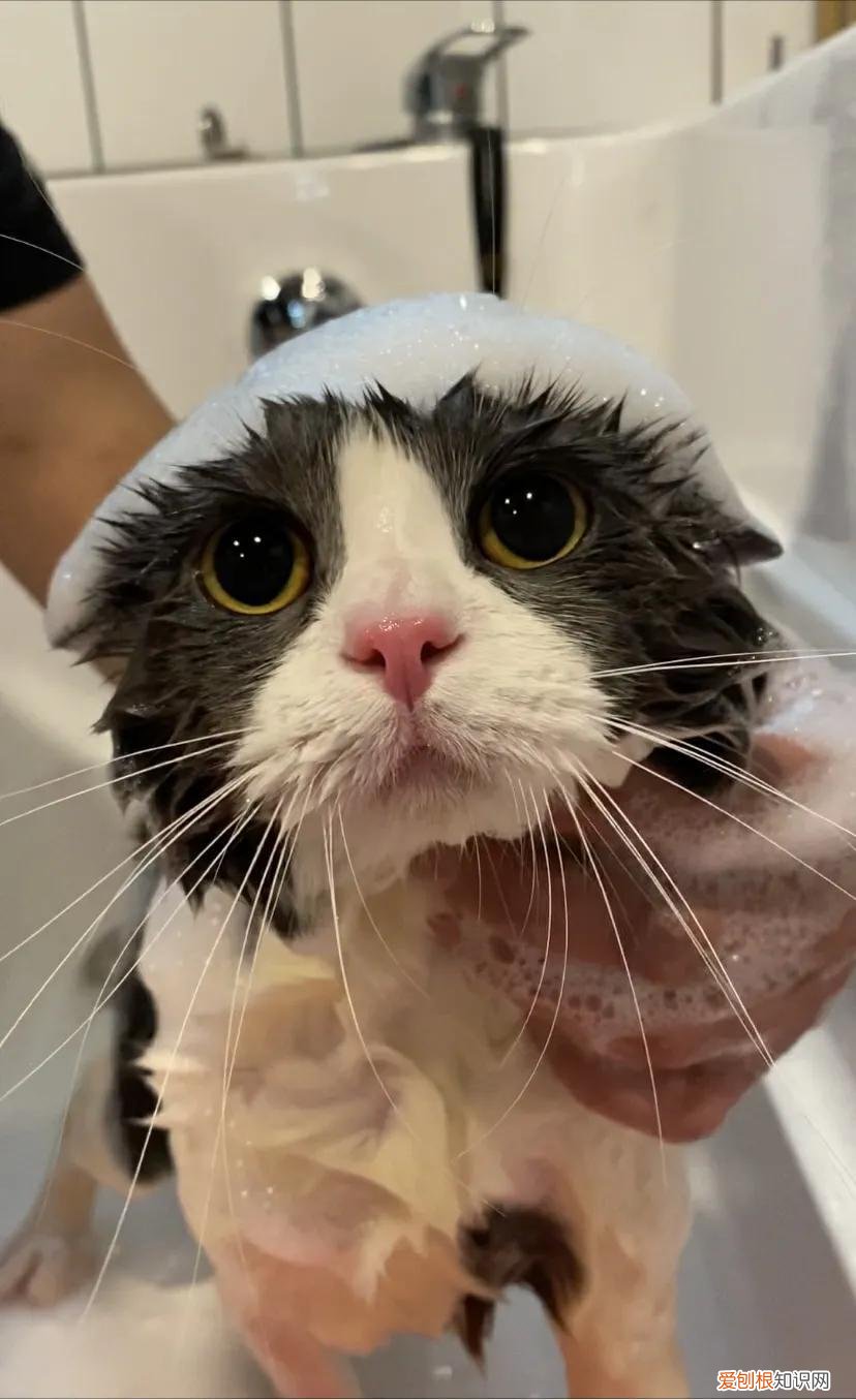 养猫小知识app，100条养猫冷知识，私藏3年大放送