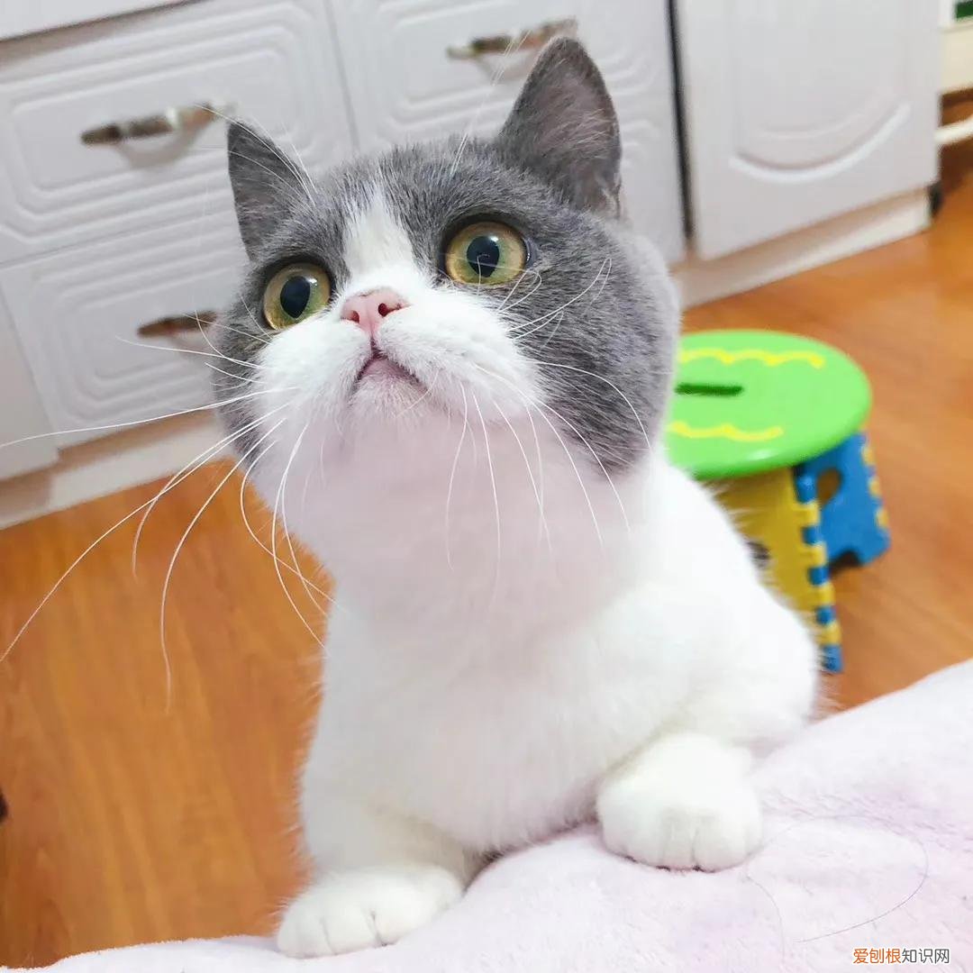 养猫小知识app，100条养猫冷知识，私藏3年大放送