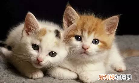 养猫咪的知识，心宠养猫秘笈：养猫最实用的一百条小知识，肯定有你不知道的！