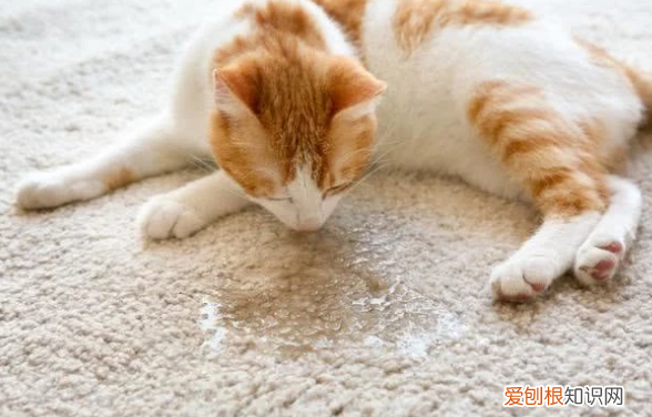 猫为什么绝育后还爱尿被子，猫为什么绝育了还会尿被子上