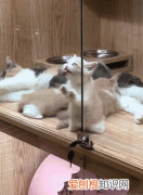 猫为什么舔窗玻璃，猫为什么舔纱窗
