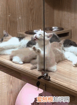 猫为什么舔窗玻璃,猫为什么舔纱窗