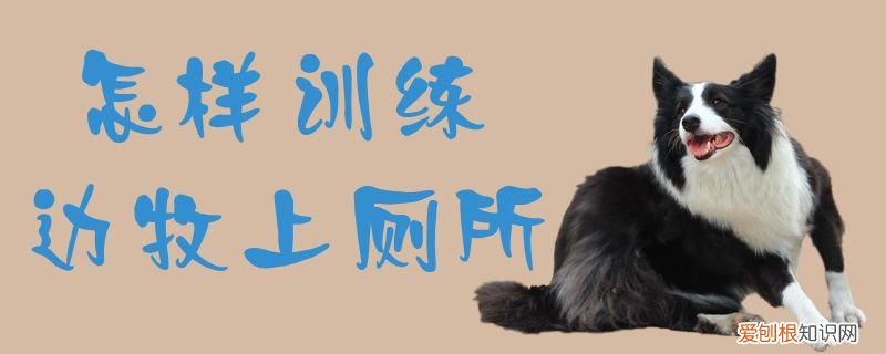 怎样训练边牧上厕所,边牧多大开始训练如厕