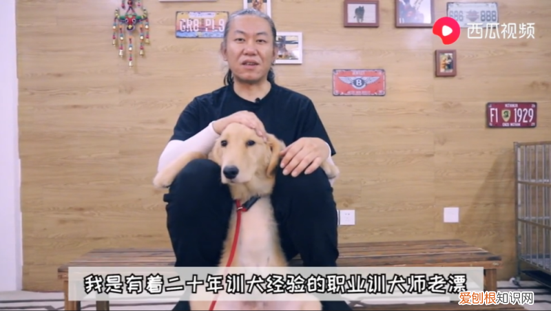 新手养宠物狗教程视频，新手养狗指南，小狗到家要注意哪些？西瓜视频漂狗邦之漂泊告诉你