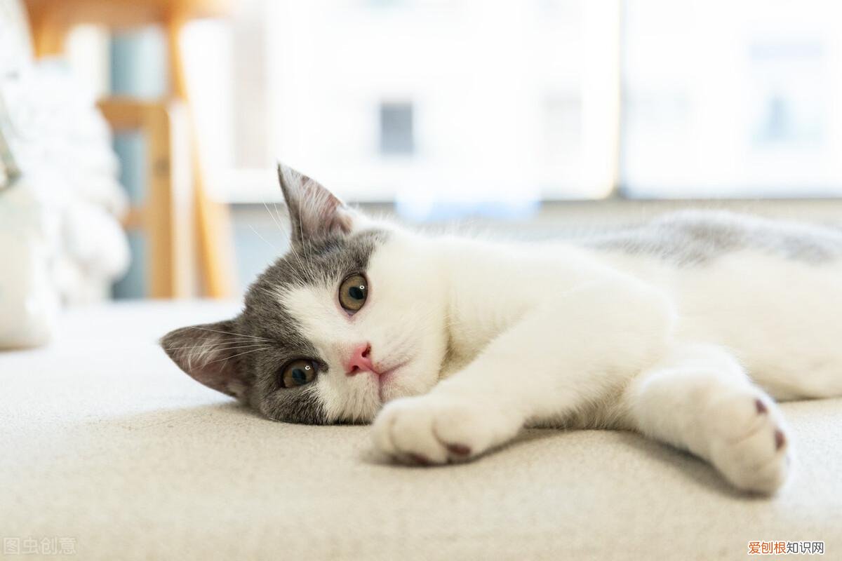 中 养猫必懂知识，新手养猫你不得不知道的100个冷知识