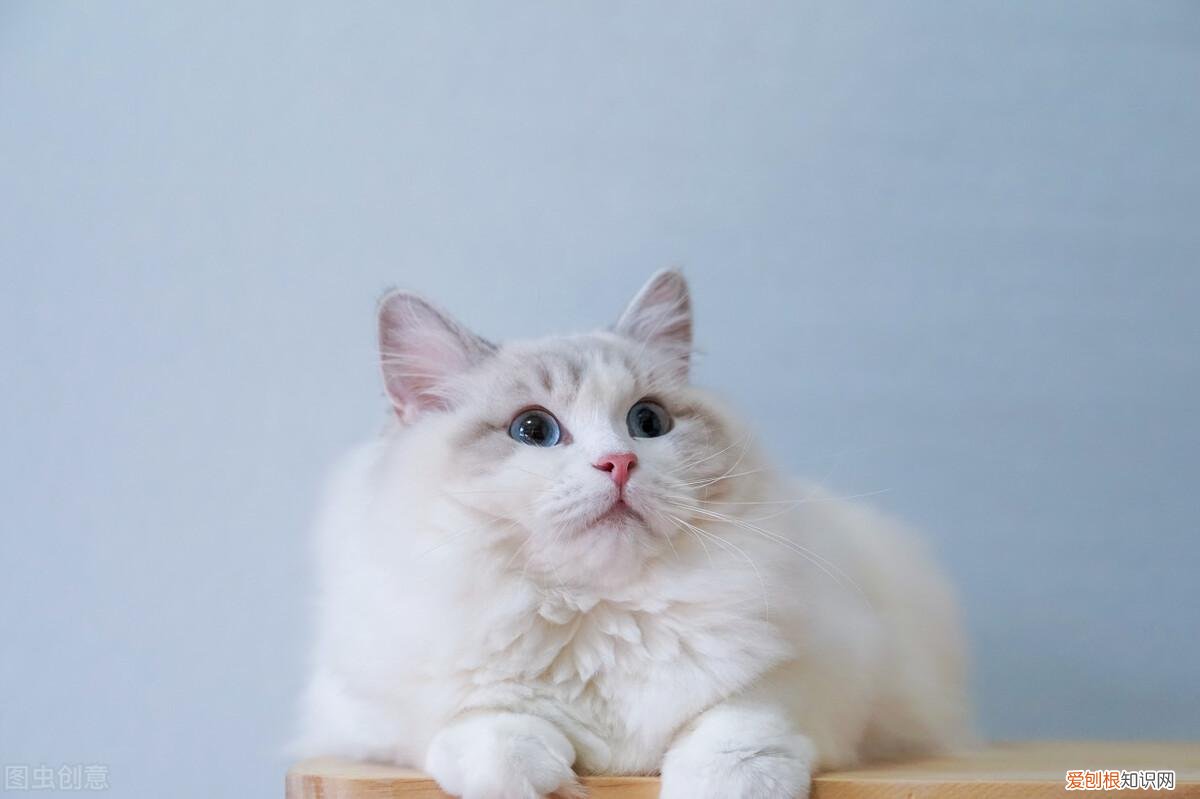 中 养猫必懂知识，新手养猫你不得不知道的100个冷知识