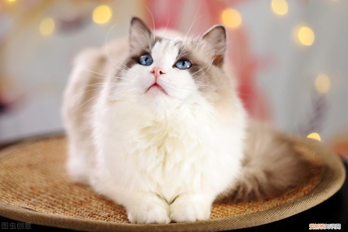 中 养猫必懂知识，新手养猫你不得不知道的100个冷知识
