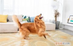 为什么狗见到主人回来要摇尾巴 土狗为什么见到主人摇尾巴