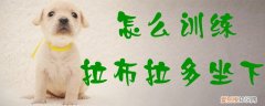 怎么训练拉布拉多坐下，拉布拉多坐立怎么训