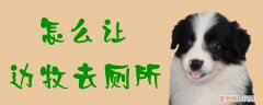 怎么让边牧去厕所，如何给边牧洗澡