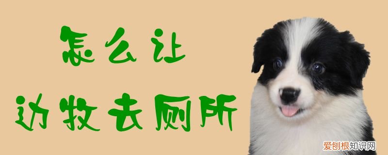 怎么让边牧去厕所，如何给边牧洗澡