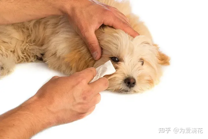 怎么保持狗狗的清洁，宠物怎样做日常清洁 爱宠日常清理小知识