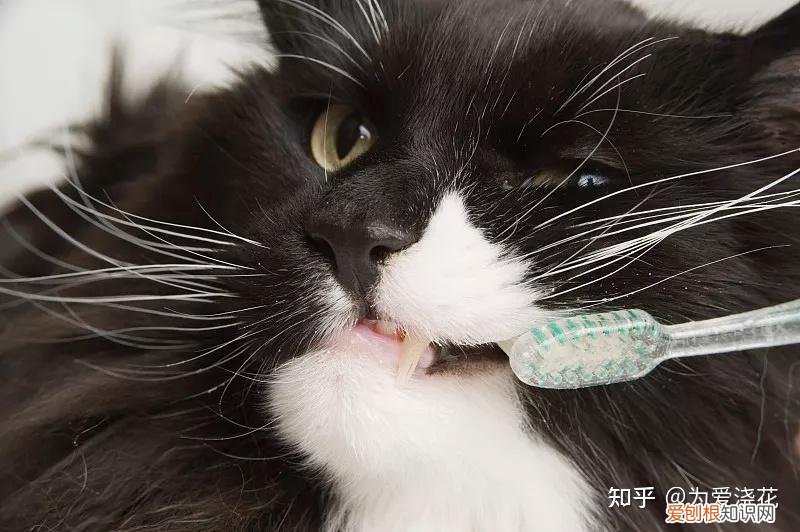 怎么保持狗狗的清洁，宠物怎样做日常清洁 爱宠日常清理小知识