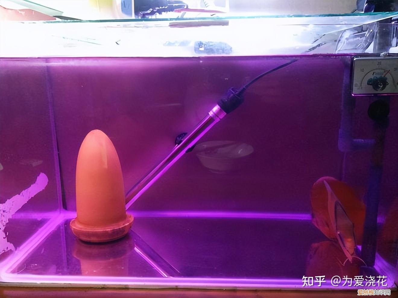 怎么保持狗狗的清洁，宠物怎样做日常清洁 爱宠日常清理小知识