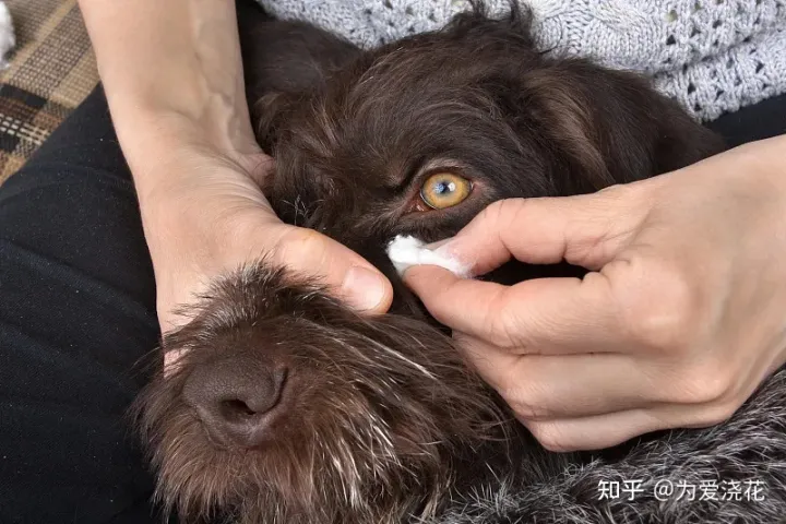 怎么保持狗狗的清洁，宠物怎样做日常清洁 爱宠日常清理小知识