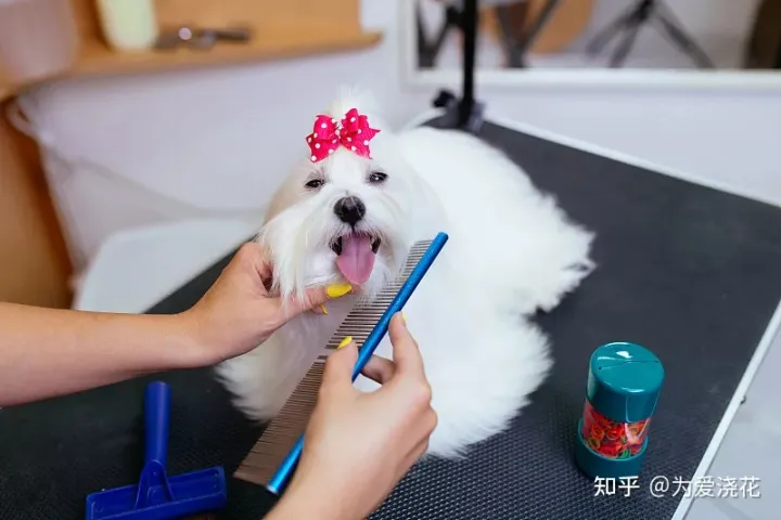 怎么保持狗狗的清洁，宠物怎样做日常清洁 爱宠日常清理小知识