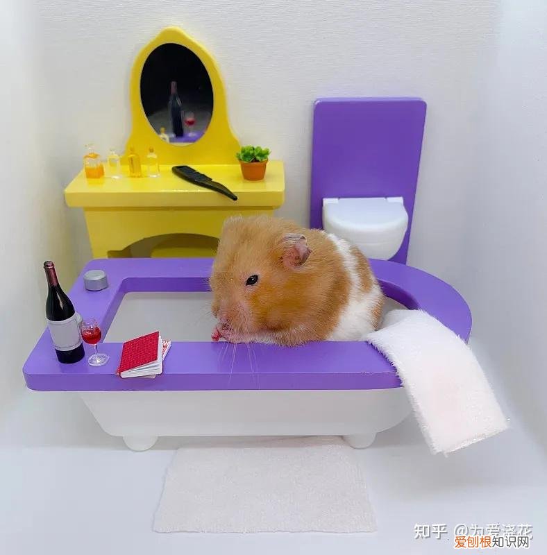 怎么保持狗狗的清洁，宠物怎样做日常清洁 爱宠日常清理小知识