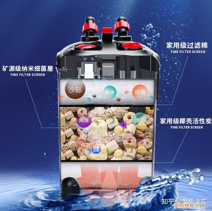 怎么保持狗狗的清洁，宠物怎样做日常清洁 爱宠日常清理小知识