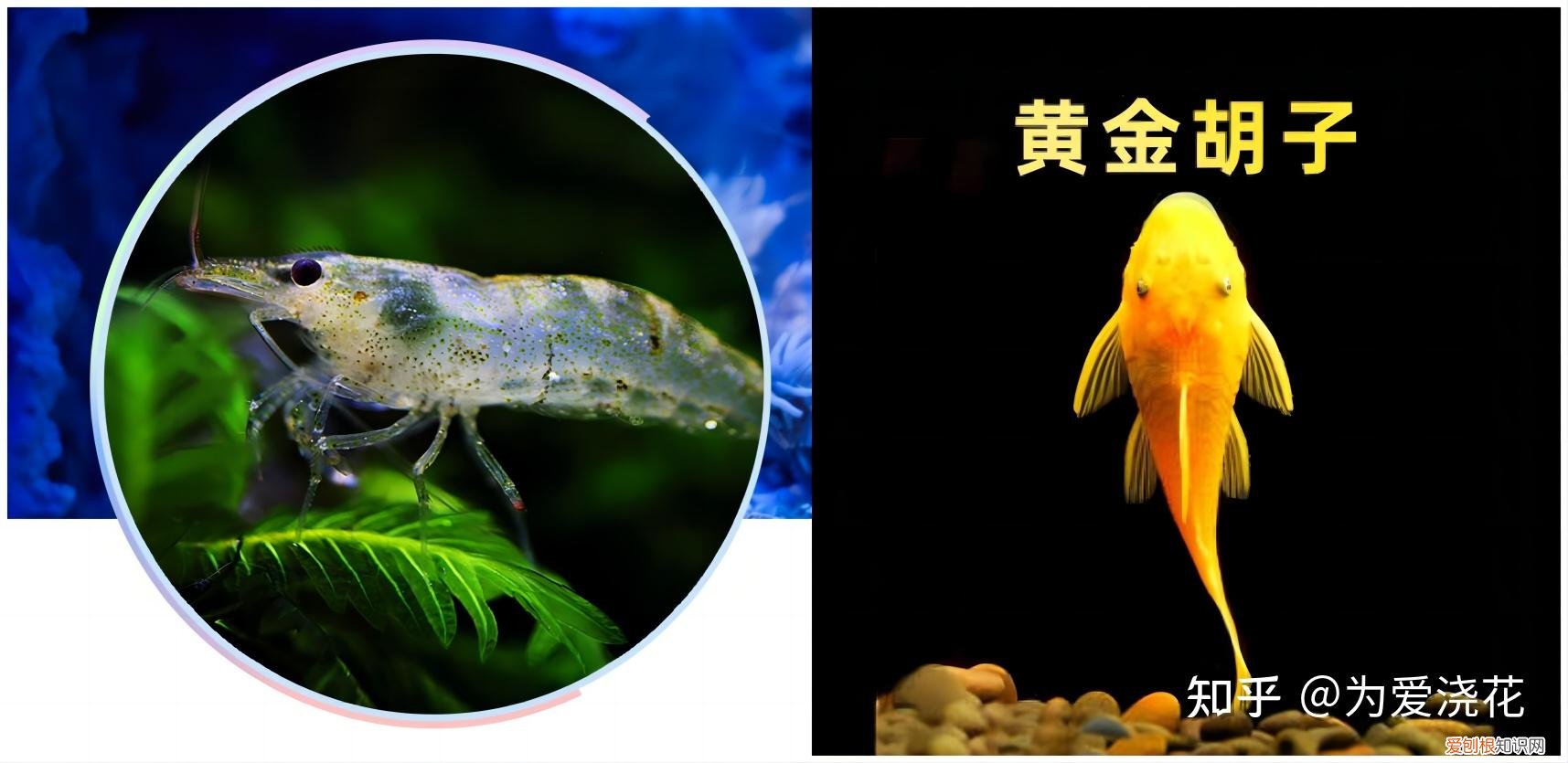 怎么保持狗狗的清洁，宠物怎样做日常清洁 爱宠日常清理小知识