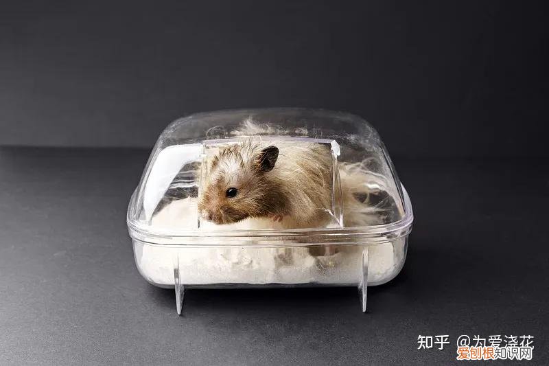 怎么保持狗狗的清洁，宠物怎样做日常清洁 爱宠日常清理小知识