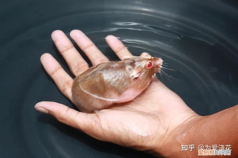 怎么保持狗狗的清洁，宠物怎样做日常清洁 爱宠日常清理小知识