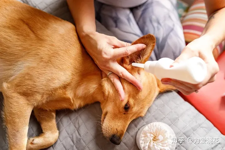 怎么保持狗狗的清洁，宠物怎样做日常清洁 爱宠日常清理小知识