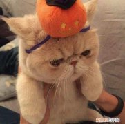 加菲猫为什么往地上大便，加菲猫突然随地大小便