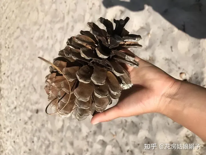 松果是什么树长出来的,路边捡到的松果、树皮等,是绝佳的“养花宝贝”,用对方法是关键