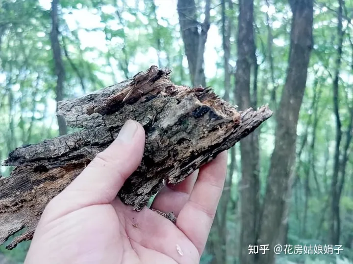 松果是什么树长出来的,路边捡到的松果、树皮等,是绝佳的“养花宝贝”,用对方法是关键