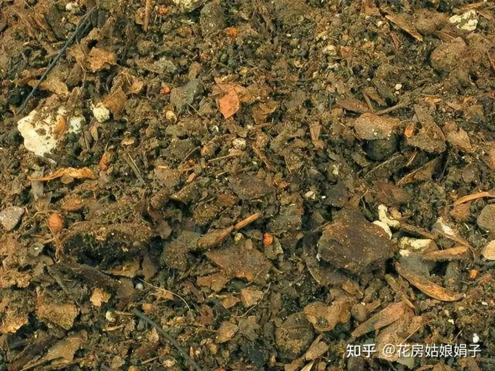 松果是什么树长出来的,路边捡到的松果、树皮等,是绝佳的“养花宝贝”,用对方法是关键