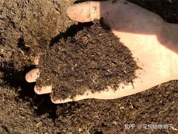 松果是什么树长出来的,路边捡到的松果、树皮等,是绝佳的“养花宝贝”,用对方法是关键